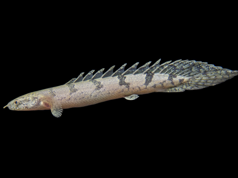 Barred AKA Armored Bichir (Polypterus delhezi) - Tank-Bred!