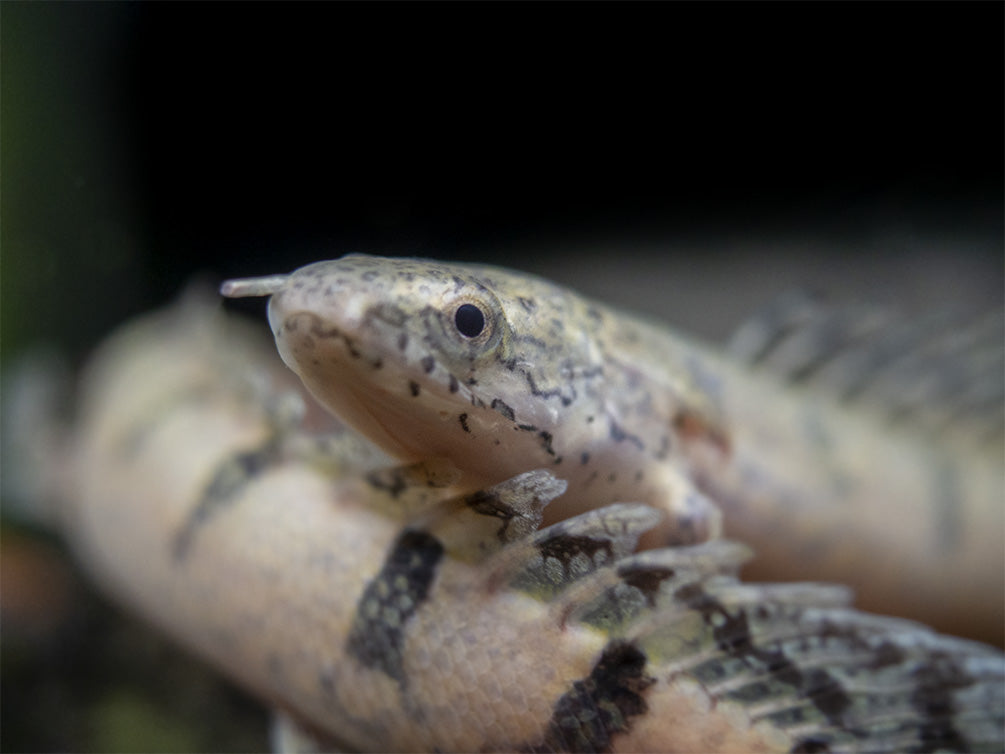 Barred AKA Armored Bichir (Polypterus delhezi) - Tank-Bred!