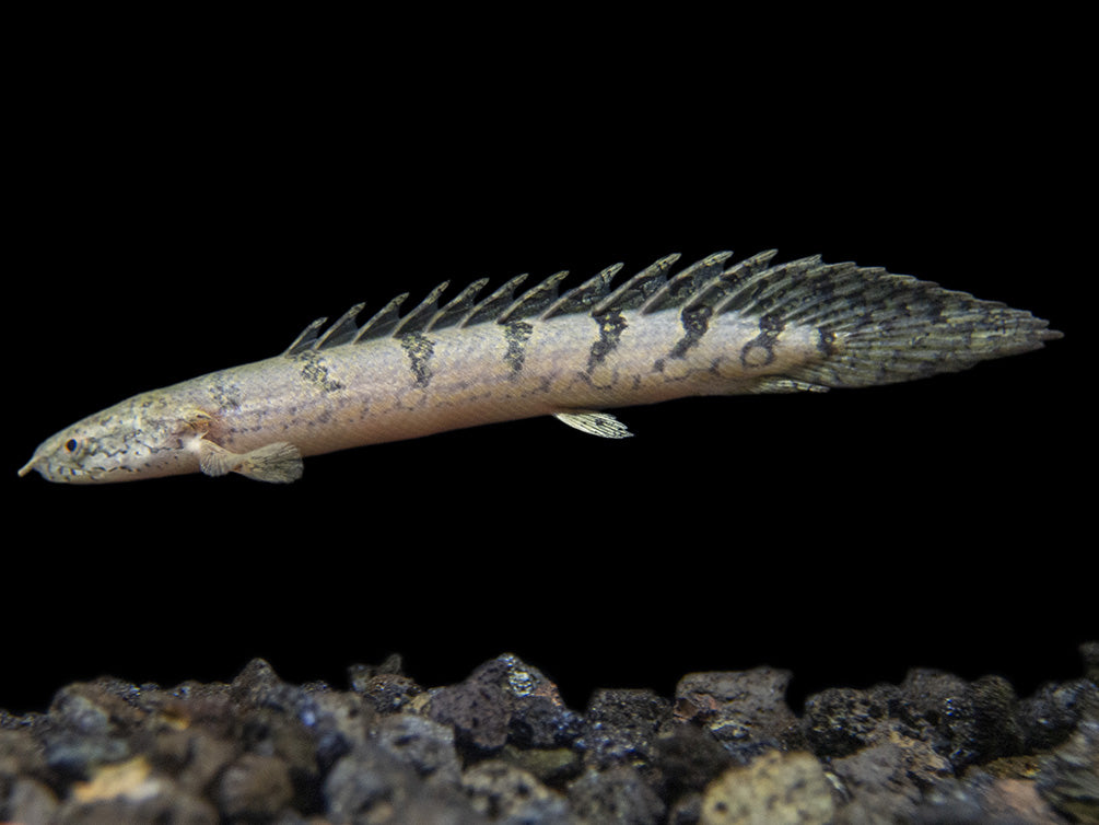 Barred AKA Armored Bichir (Polypterus delhezi) - Tank-Bred!