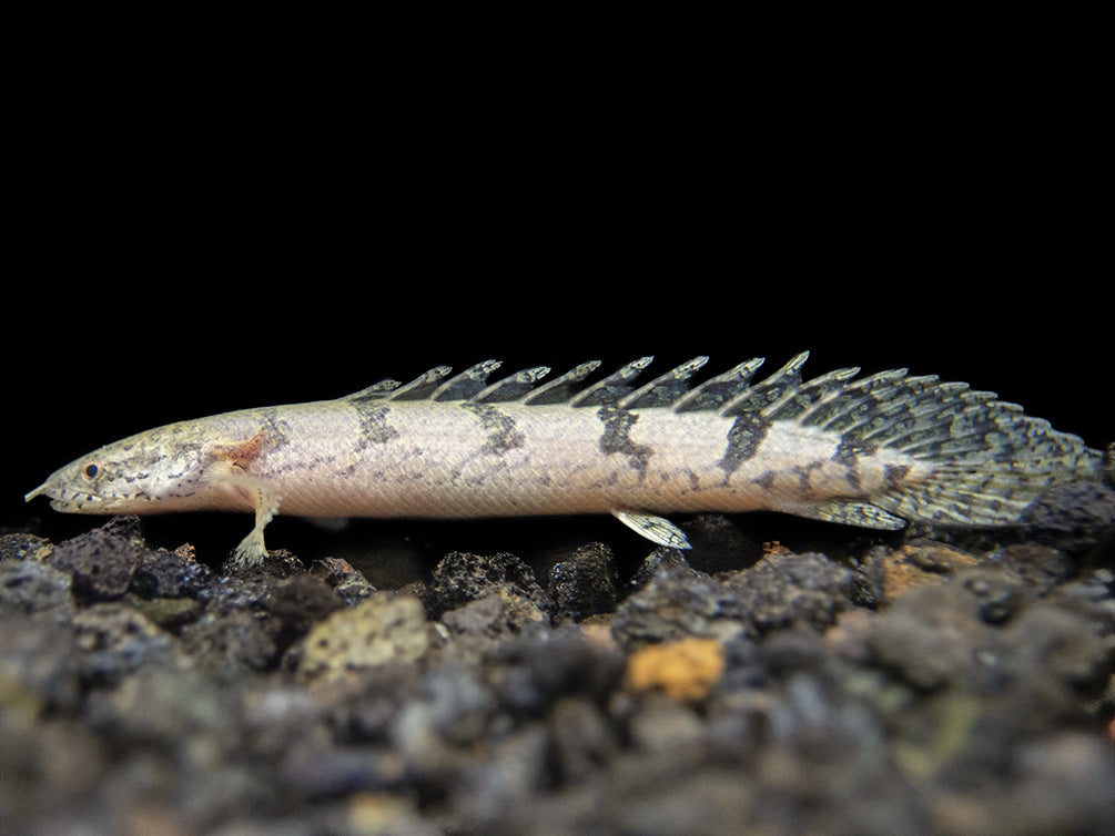 Barred AKA Armored Bichir (Polypterus delhezi) - Tank-Bred!