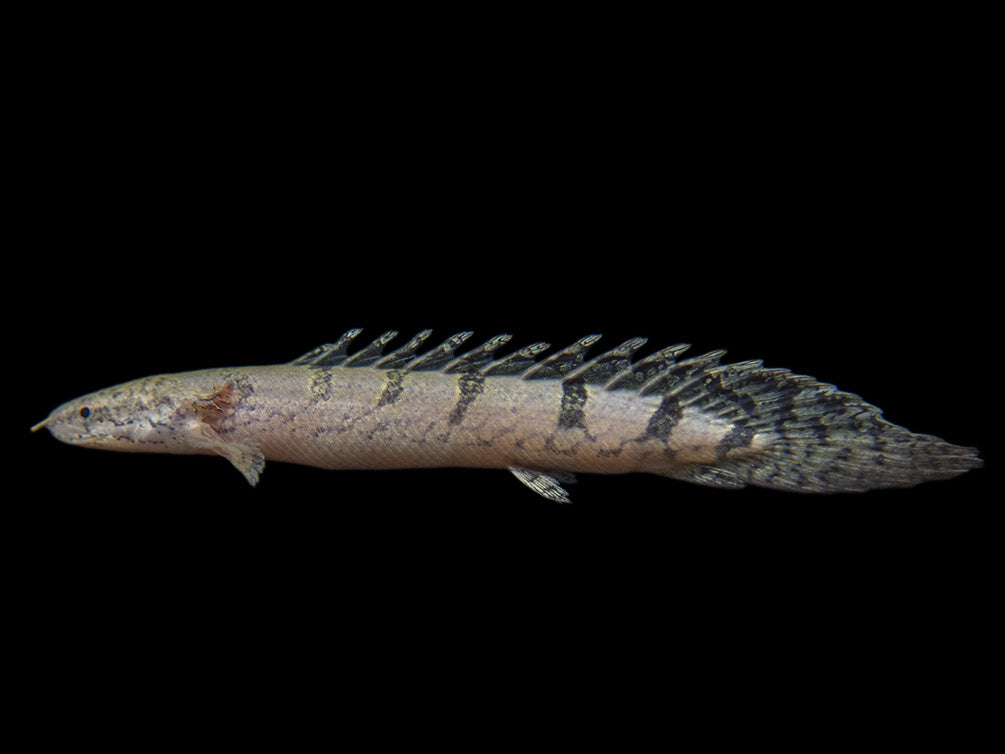 Barred AKA Armored Bichir (Polypterus delhezi) - Tank-Bred!