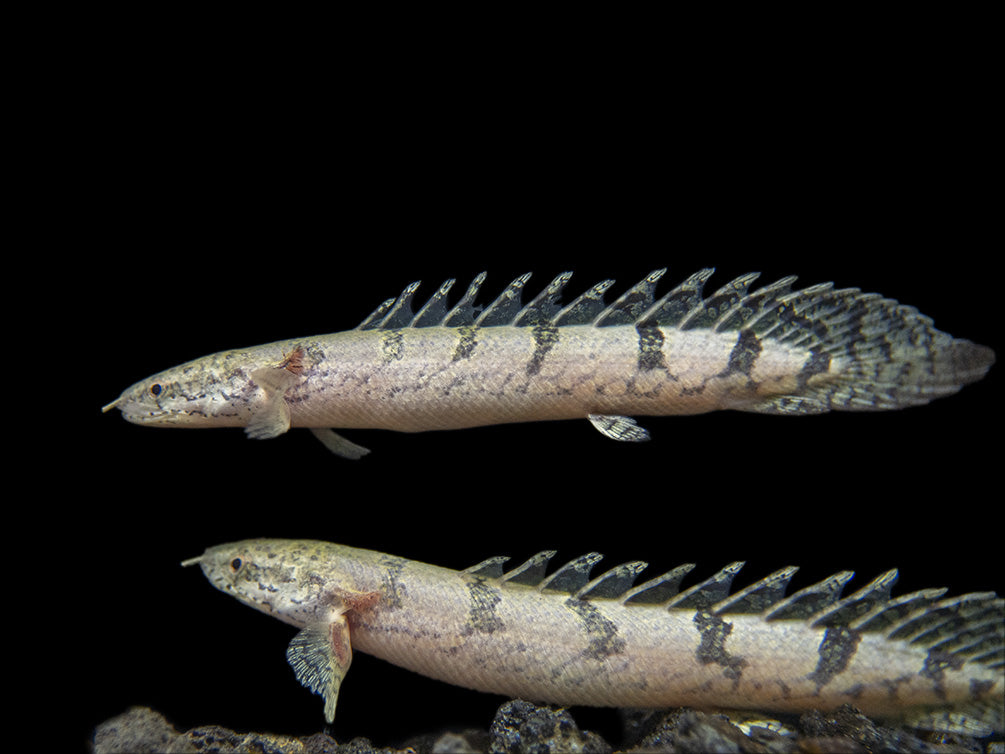 Barred AKA Armored Bichir (Polypterus delhezi) - Tank-Bred!