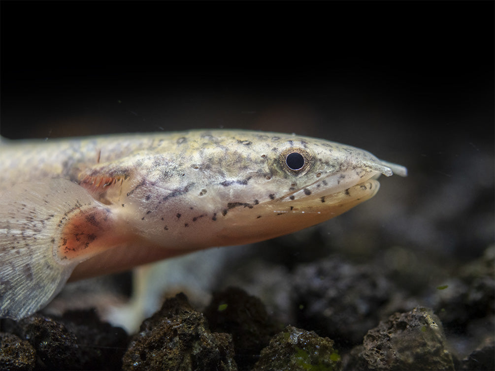 Barred AKA Armored Bichir (Polypterus delhezi) - Tank-Bred!