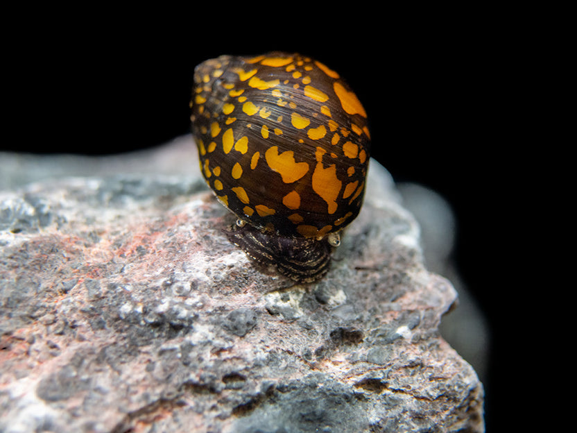 Nerite Snails – Aquatic Arts