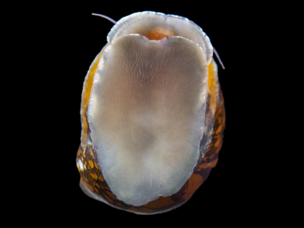 Batik Nerite Snail (Neritina variegata)
