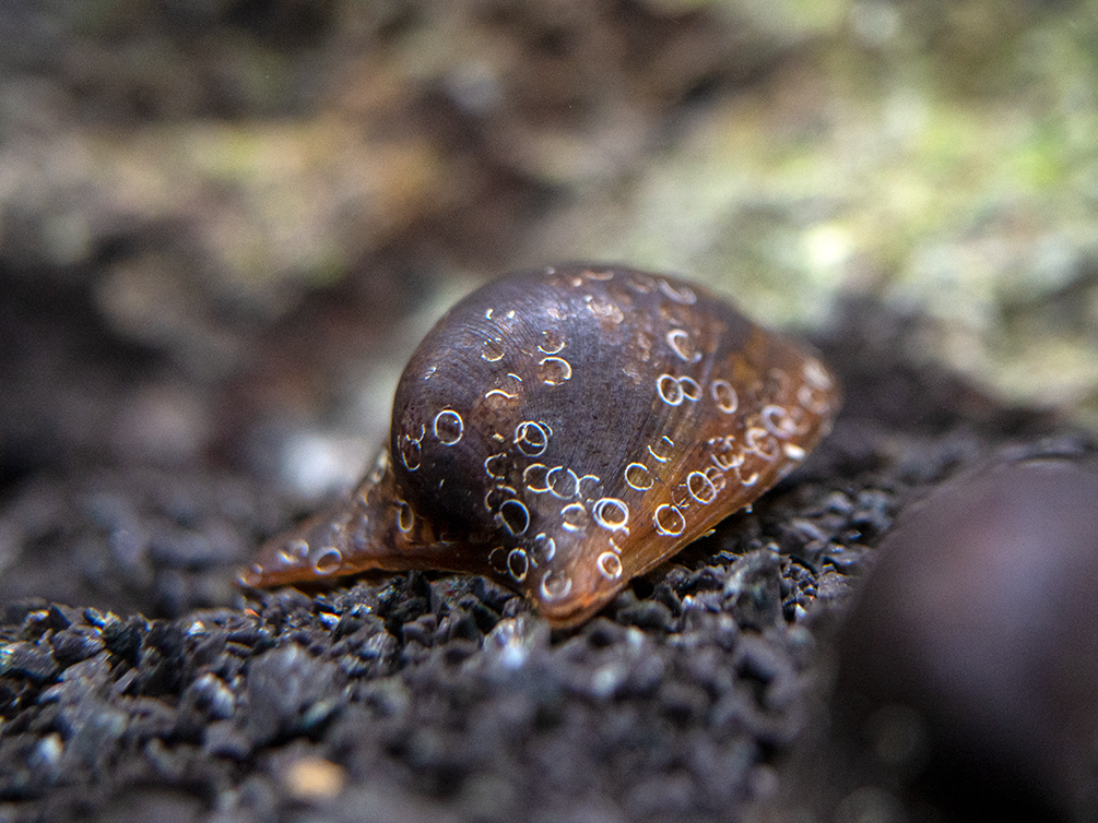 Batman Nerite Snail (Neritina auriculata)