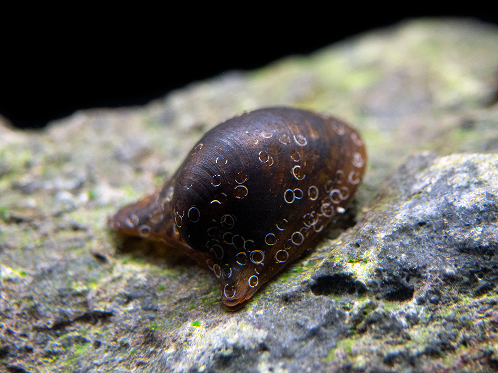 Batman Nerite Snail (Neritina auriculata)