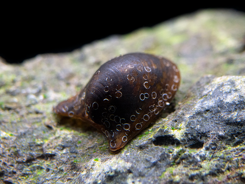 Black Ramshorn Snail (Indoplanorbus exustus)