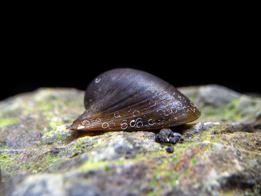 Batman Nerite Snail (Neritina auriculata)