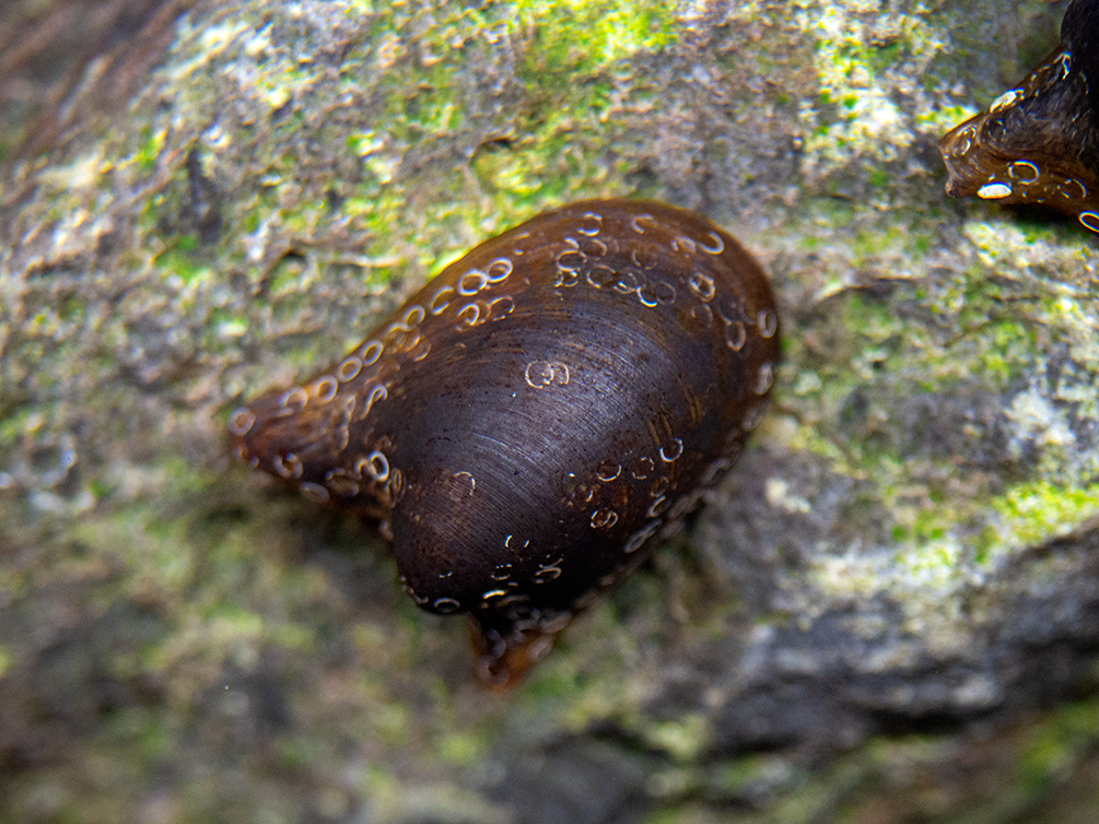 Batman Nerite Snail (Neritina auriculata)