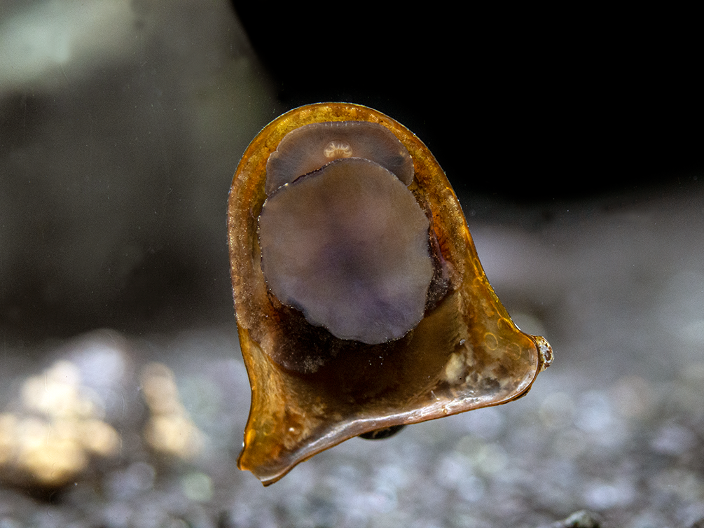 Batman Nerite Snail (Neritina auriculata)