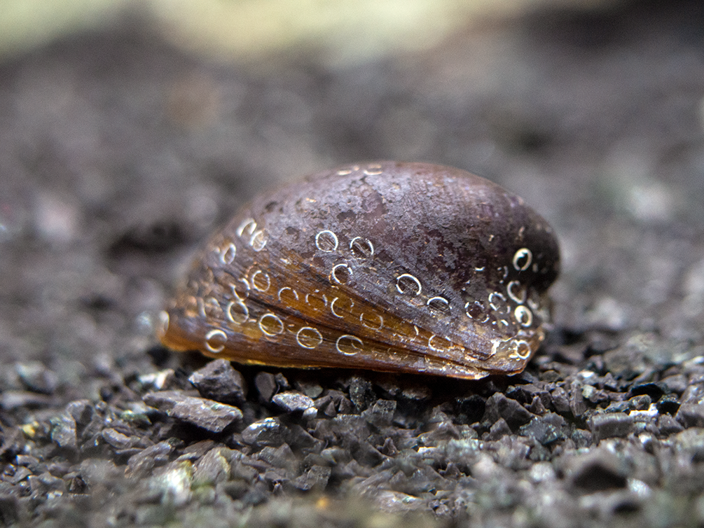 Batman Nerite Snail (Neritina auriculata)