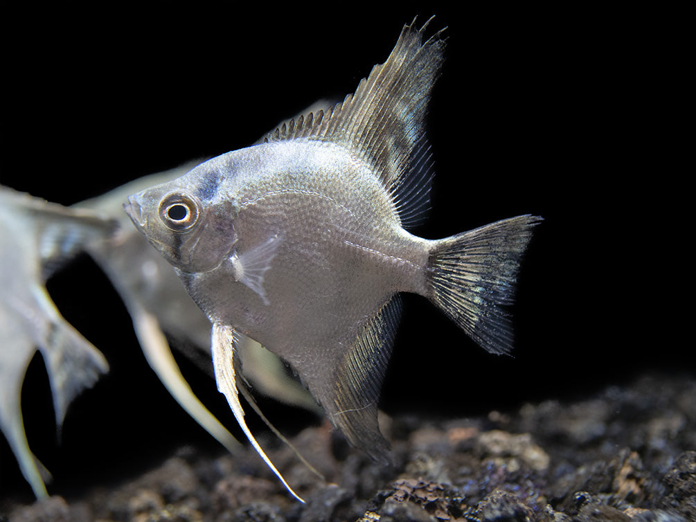 Belem Sky Blue Angelfish (Pterophyllum scalare) - Tank-Bred