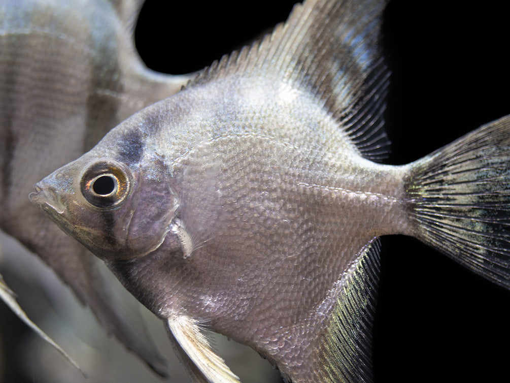 Belem Sky Blue Angelfish (Pterophyllum scalare) - Tank-Bred