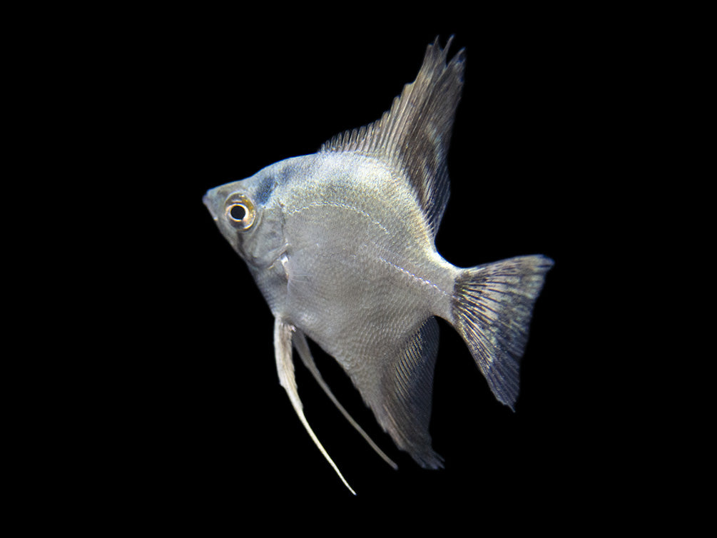 Belem Sky Blue Angelfish (Pterophyllum scalare) - Tank-Bred