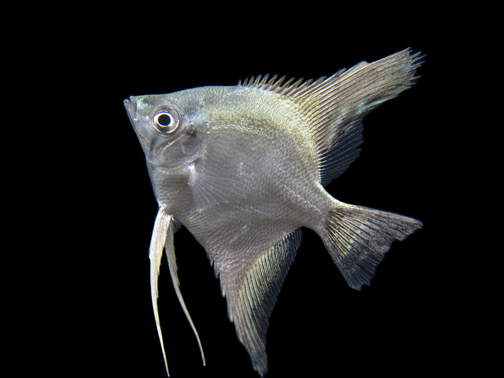 Belem Sky Blue Angelfish (Pterophyllum scalare) - Tank-Bred