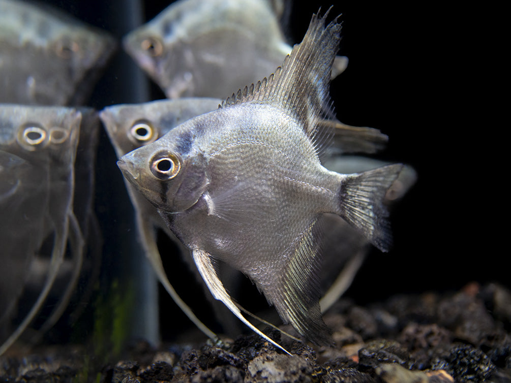 Belem Sky Blue Angelfish (Pterophyllum scalare) - Tank-Bred