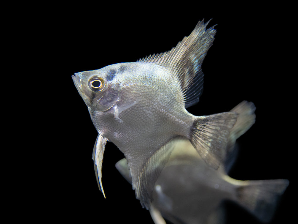 Belem Sky Blue Angelfish (Pterophyllum scalare) - Tank-Bred