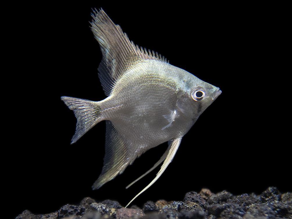 Belem Sky Blue Angelfish (Pterophyllum scalare) - Tank-Bred