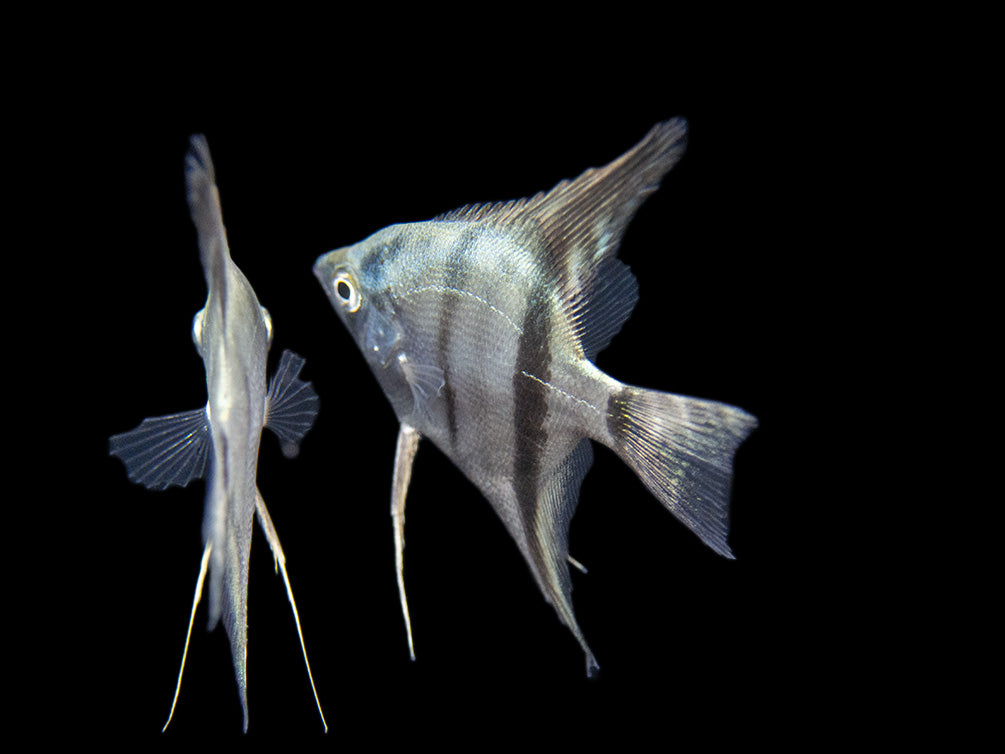 Belem Sky Blue Angelfish (Pterophyllum scalare) - Tank-Bred