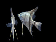 Belem Sky Blue Angelfish (Pterophyllum scalare) - Tank-Bred