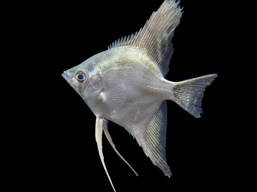 Belem Sky Blue Angelfish (Pterophyllum scalare) - Tank-Bred