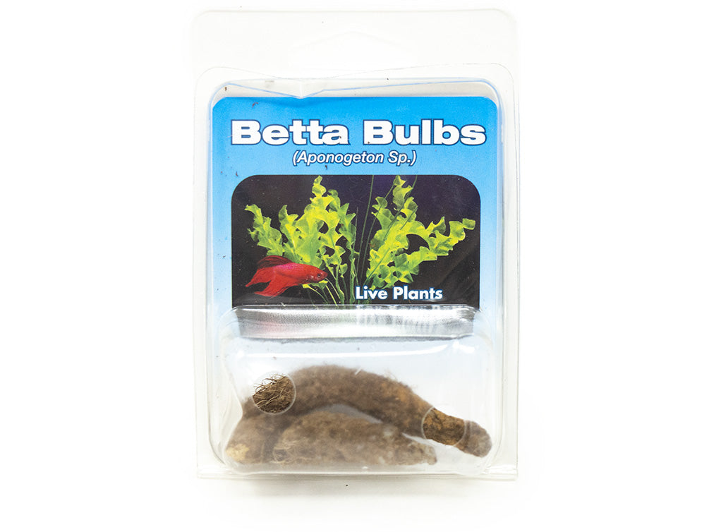 Betta Bulbs (3 pack) (Aponogeton sp.)