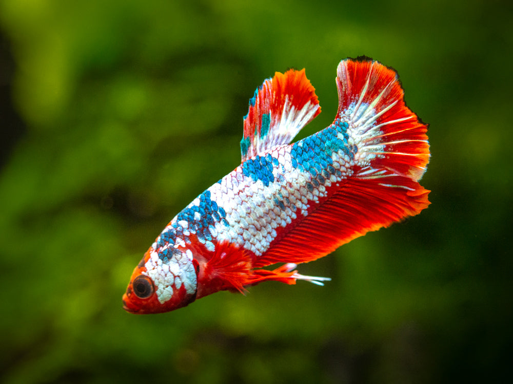 Assorted Fancy Plakat Betta (Betta splendens) - Tank-Bred!