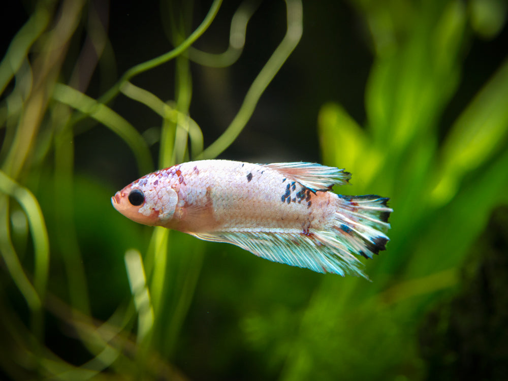 Assorted Fancy Plakat Betta (Betta splendens) - Tank-Bred!