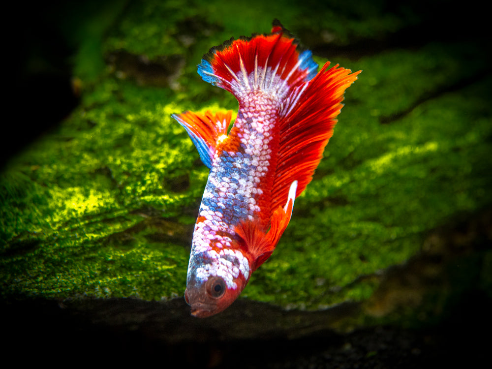 Assorted Fancy Plakat Betta (Betta splendens) - Tank-Bred!