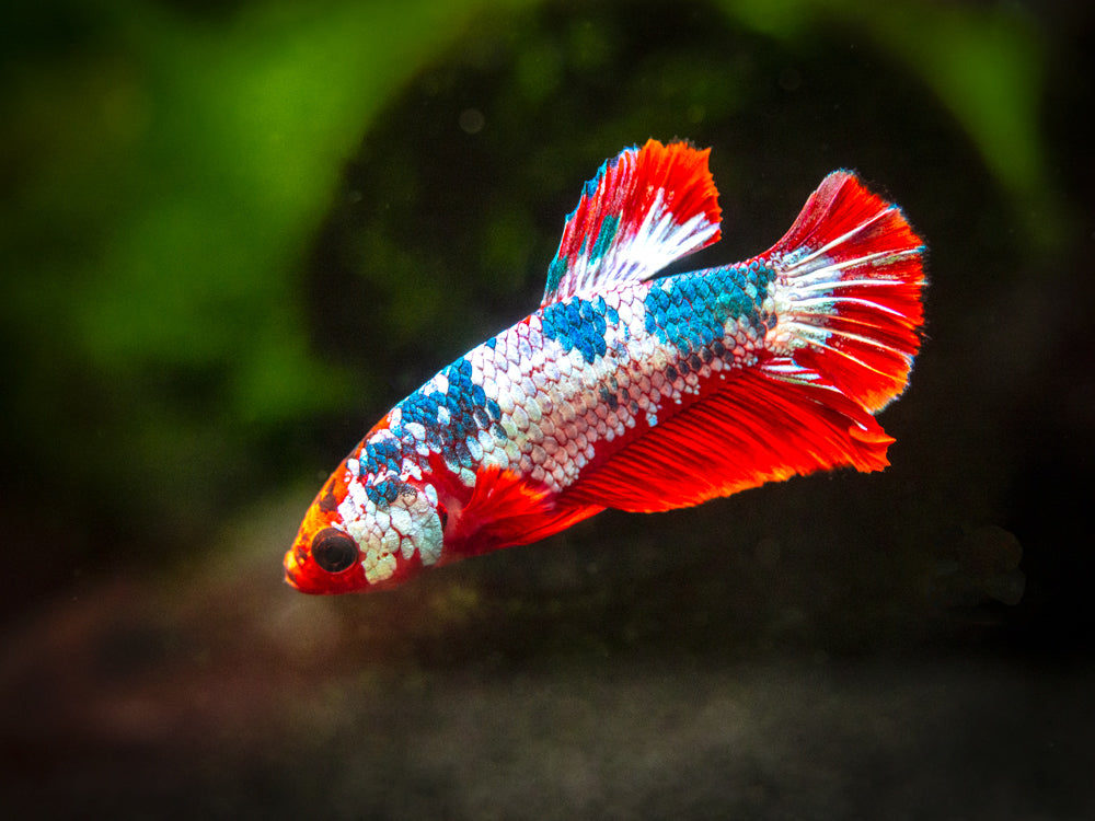 Assorted Fancy Plakat Betta (Betta splendens) - Tank-Bred!