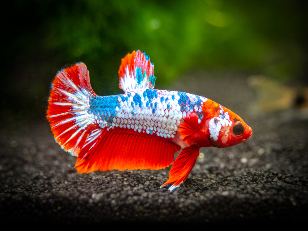 Assorted Fancy Plakat Betta (Betta splendens) - Tank-Bred!