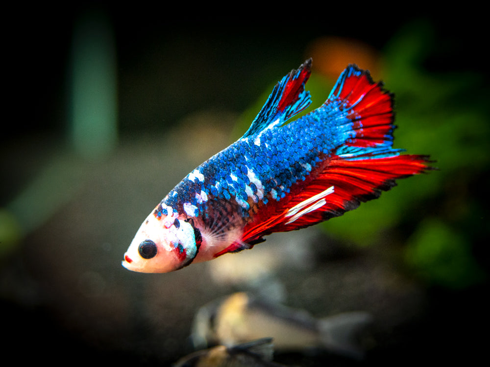 Assorted Fancy Plakat Betta (Betta splendens) - Tank-Bred!