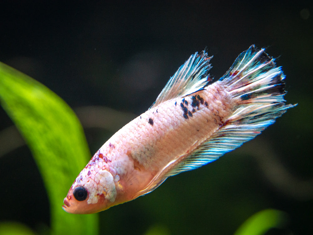 Assorted Fancy Plakat Betta (Betta splendens) - Tank-Bred!