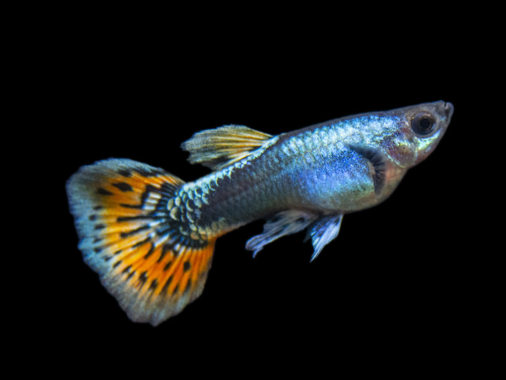 Platinum Red Mosaic Guppy (Poecilia reticulata), Males and Females, Tank-Bred!