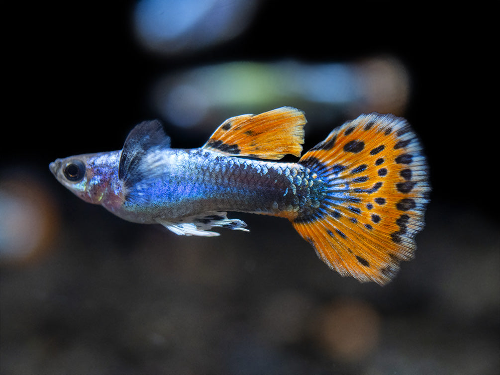 Platinum Red Mosaic Guppy (Poecilia reticulata), Males and Females, Tank-Bred!