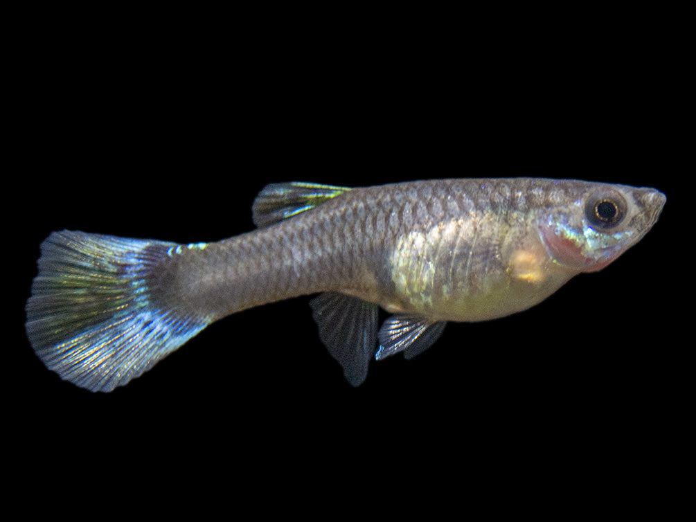 Platinum Red Mosaic Guppy (Poecilia reticulata), Males and Females, Tank-Bred!