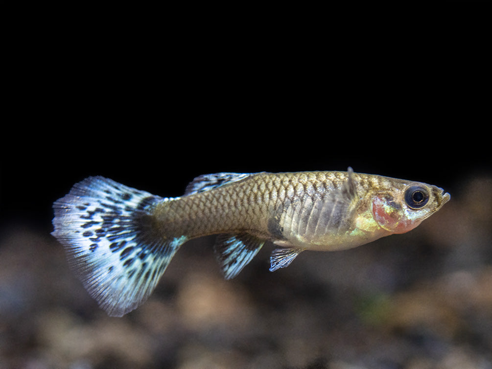 Platinum Red Mosaic Guppy (Poecilia reticulata), Males and Females, Tank-Bred!