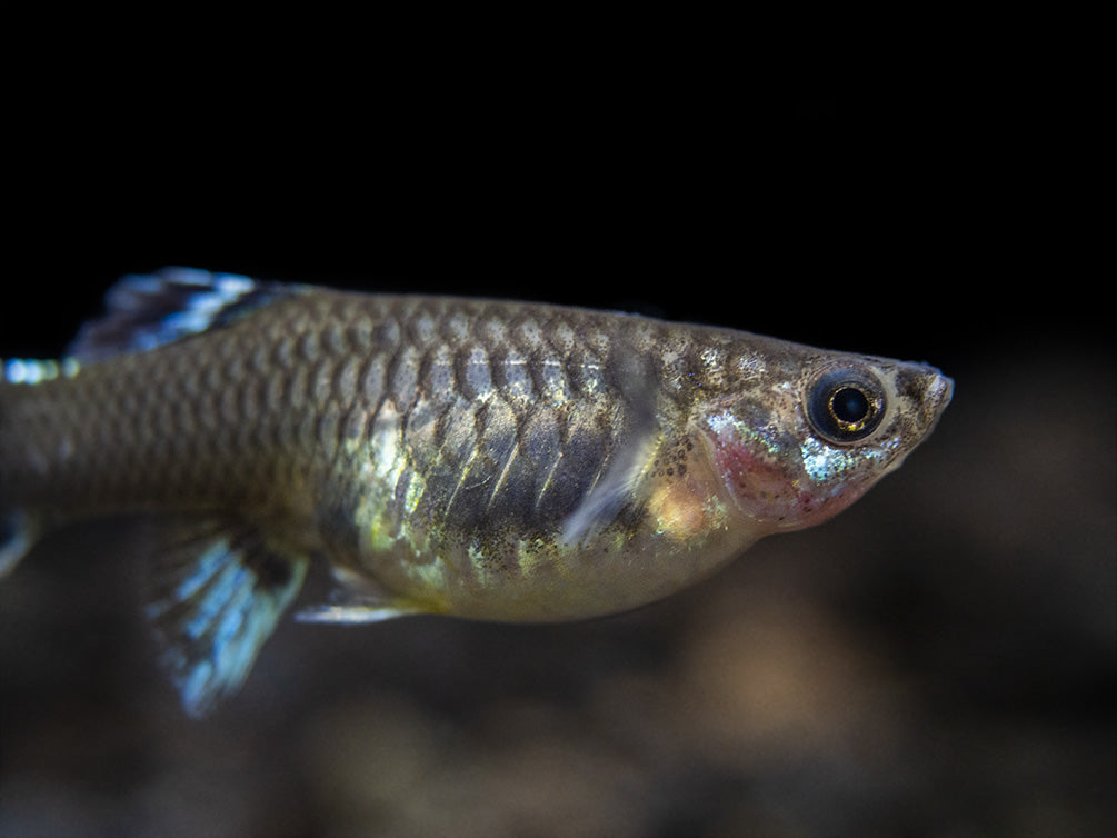 Platinum Red Mosaic Guppy (Poecilia reticulata), Males and Females, Tank-Bred!