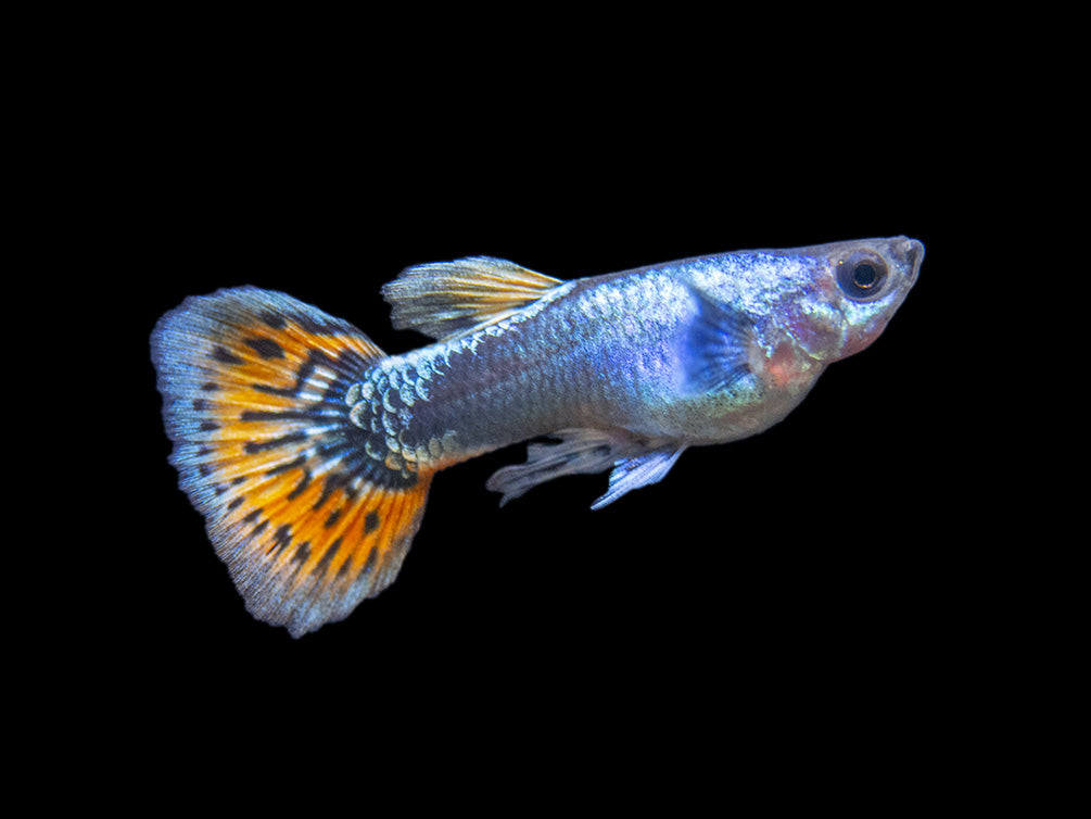 Platinum Red Mosaic Guppy (Poecilia reticulata), Males and Females, Tank-Bred!
