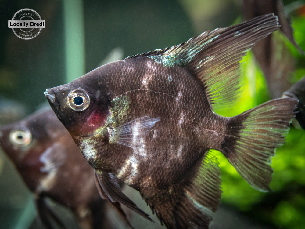 Black Angelfish (Pterophyllum scalare  "Black") - LOCALLY BRED!!!