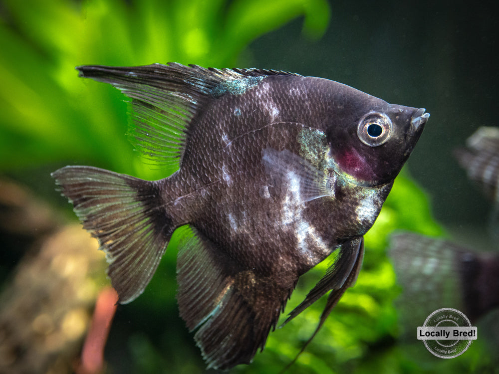 black angelfish freshwater