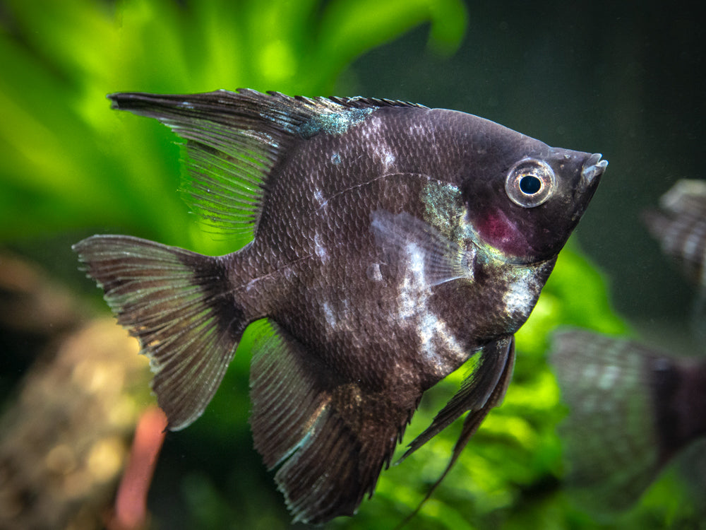 Black Angelfish (Pterophyllum scalare  "Black") - LOCALLY BRED!!!