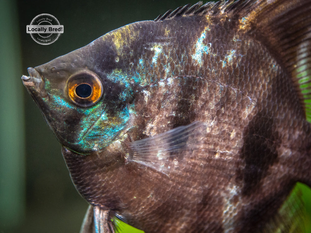 Black Angelfish (Pterophyllum scalare  "Black") - LOCALLY BRED!!!