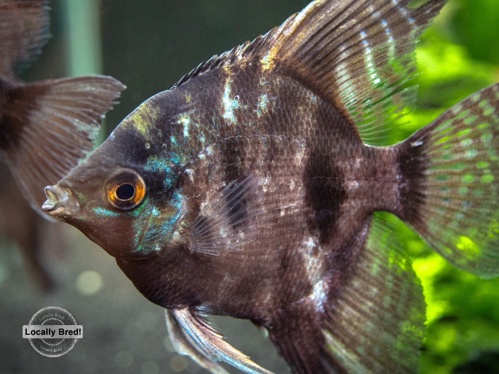 Black Angelfish (Pterophyllum scalare  "Black") - LOCALLY BRED!!!