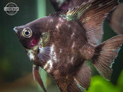 Black Angelfish (Pterophyllum scalare  "Black") - LOCALLY BRED!!!