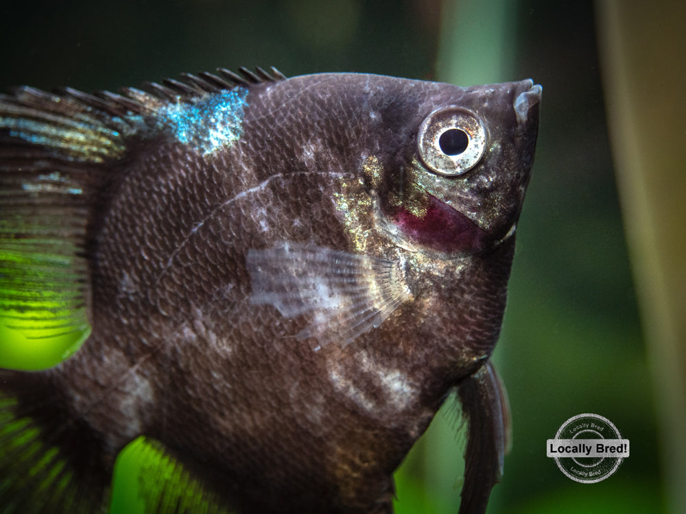 Black Angelfish (Pterophyllum scalare  "Black") - LOCALLY BRED!!!