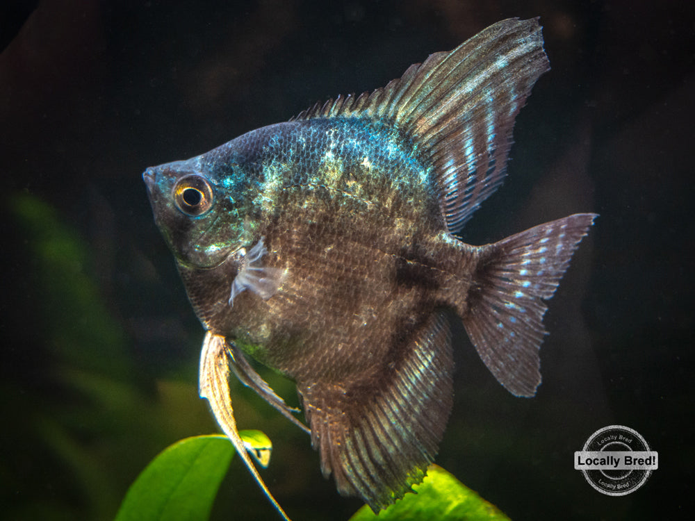 Black Angelfish (Pterophyllum scalare  "Black") - LOCALLY BRED!!!