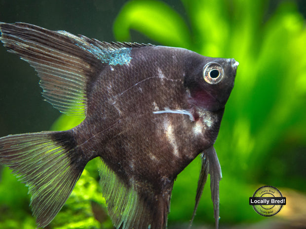 Black Angelfish (Pterophyllum scalare  "Black") - LOCALLY BRED!!!