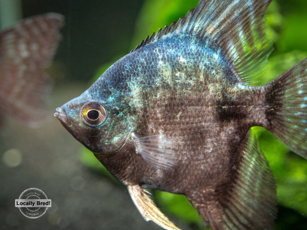 Black Angelfish (Pterophyllum scalare  "Black") - LOCALLY BRED!!!